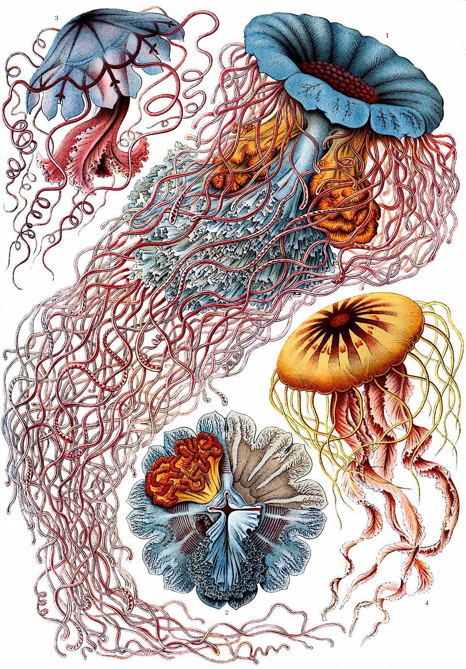 Plate from Ernst Haeckel’s Kunstformen der Natur (1904) — Discomedusae